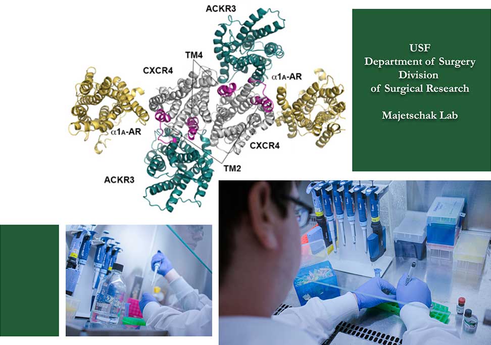 Majetschak Lab