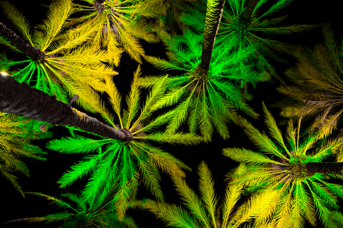 Palms trees illuminated by green and gold lights in the night sky