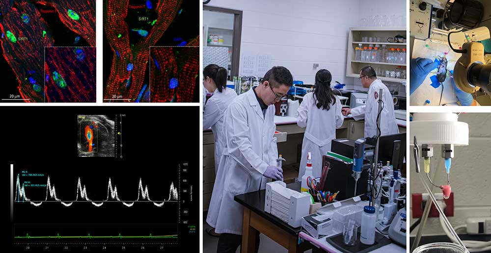 Ji Li Lab research